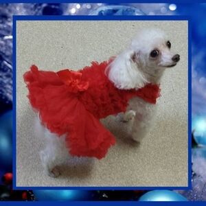 Adorable Red Ruffle Tutu Dress for Toy Dogs Small